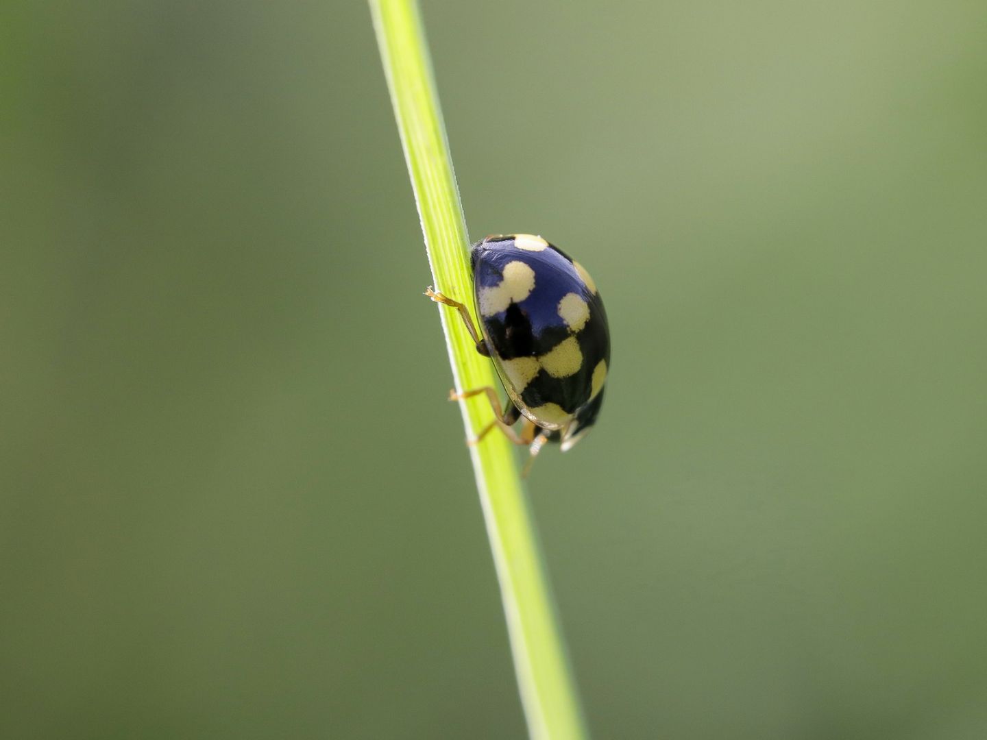 Coccinellidae - Adalia decempunctata ?